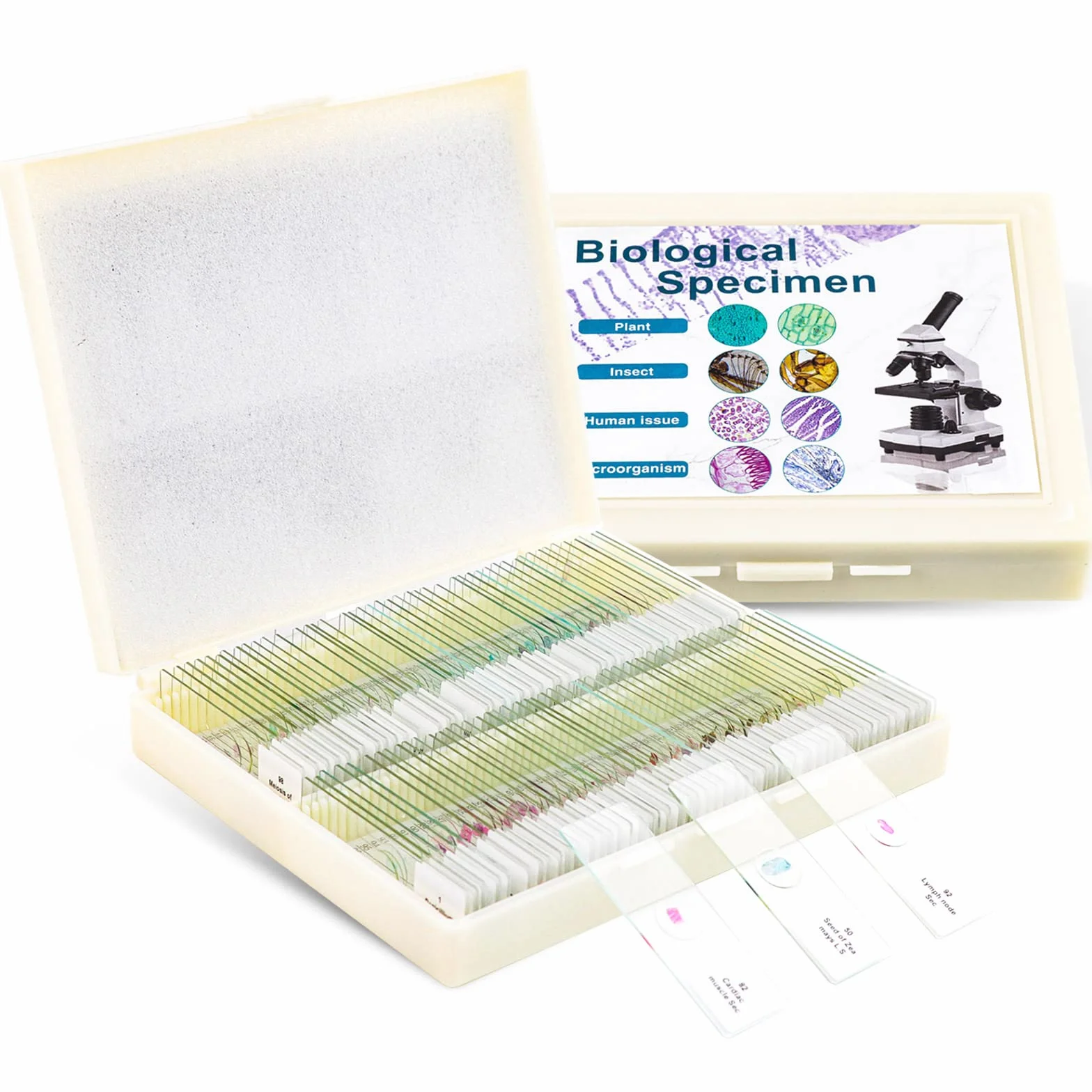 100 vetrini per microscopio per bambini e adulti - batteri, funghi, tessuti umani, mitosi, piante, insetti, campioni di cellule animali per laboratorio di scienze biologiche studio domestico